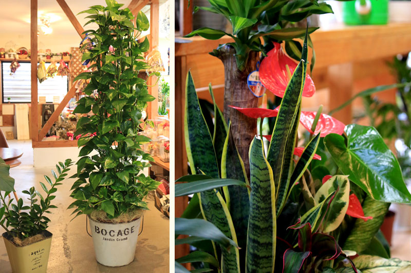 観葉植物
